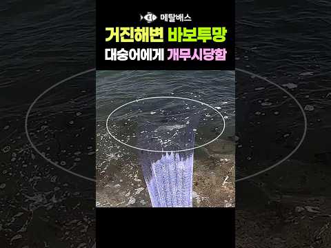 양손모아치기 만능투망에 유유히 빠져나가는 대숭어, 고성 동해바다 거진항 거진해변 자산천 세월투망달인, 봄보리대숭어바다투망 차박캠핑여행, castnet, fishing, pesca