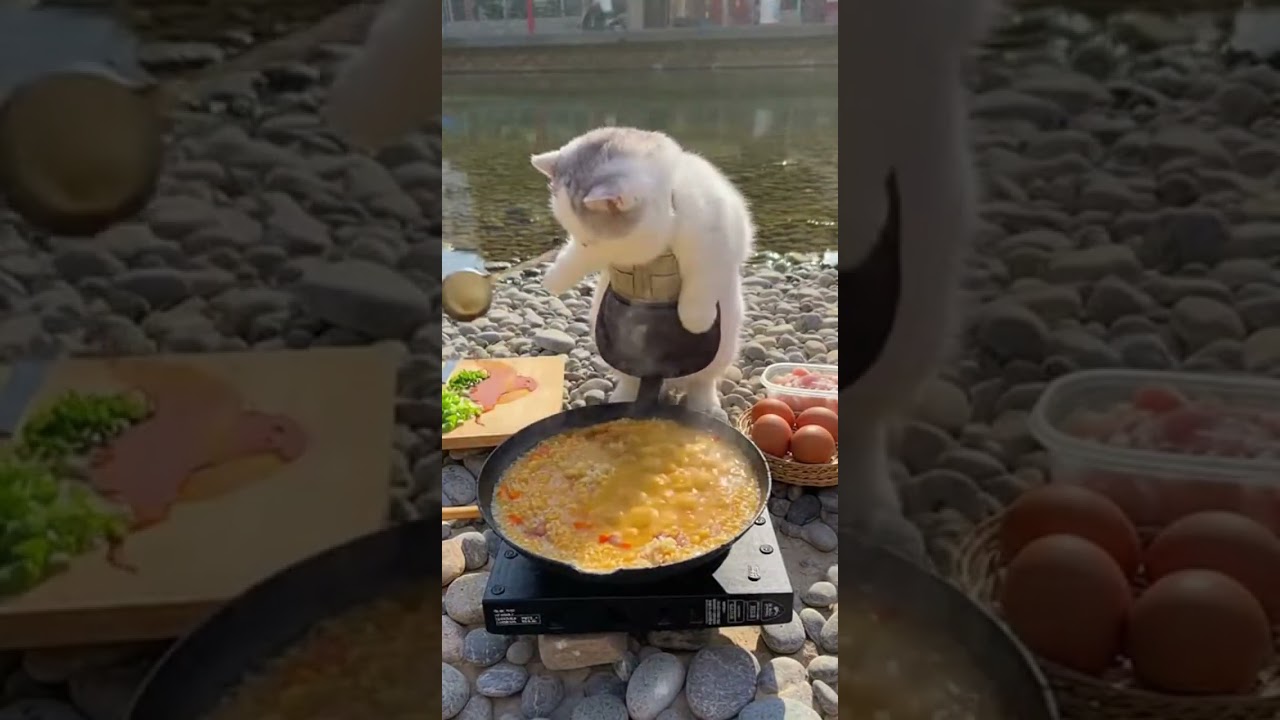 Street Food: A Grumpy Chubby Cat selling Bisibele Bath at Rock Garden Stream