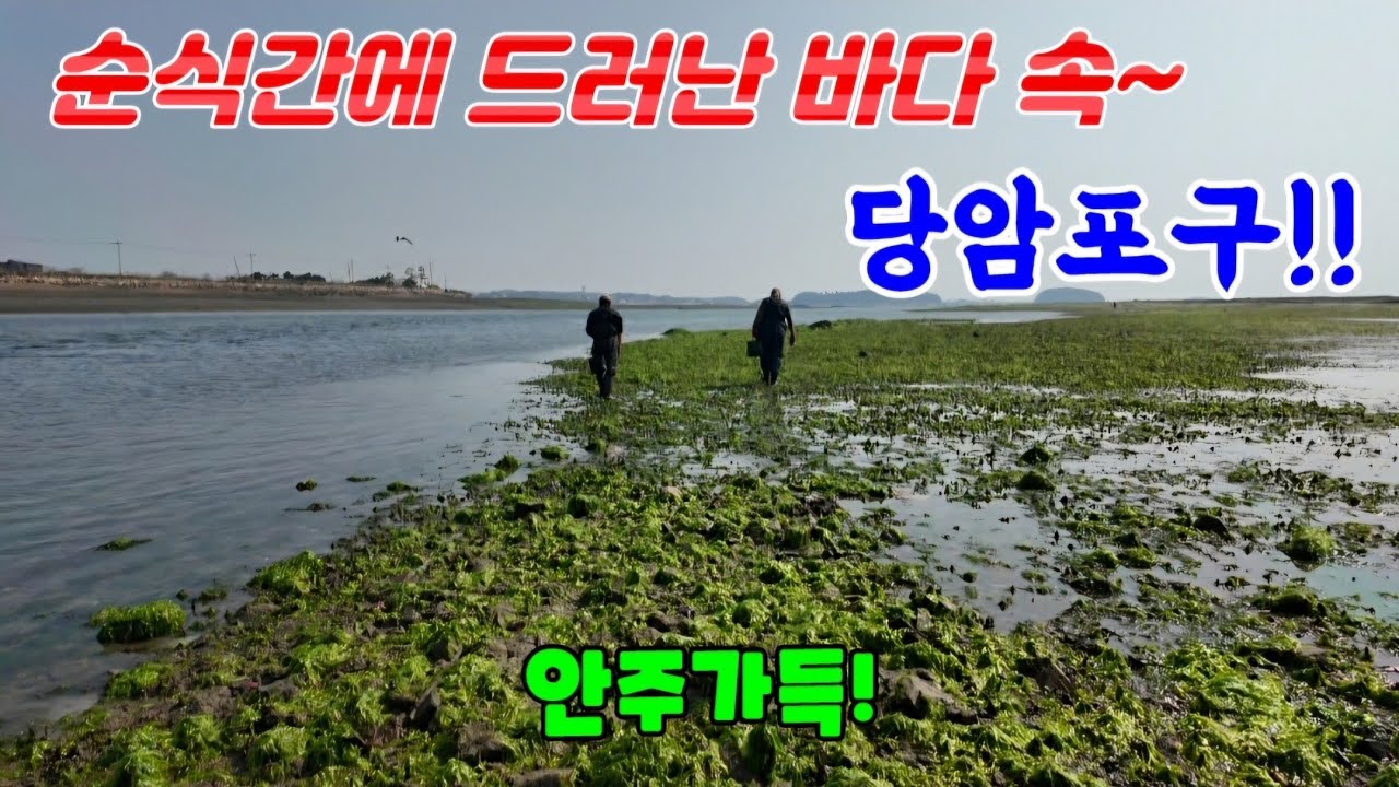 가득찼던 바닷물이 싹~사라진 후 확! 드러난 바닥에 줍줍하는 안주들!