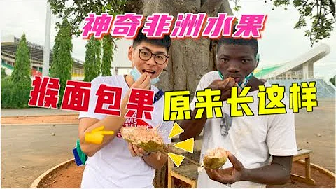 偶遇百年猴面包树，猴面包果居然长这样！吃起来味道真奇怪。 - 天天要闻