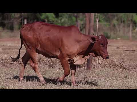 lote 31   aspiração Rica TN1 e TN2