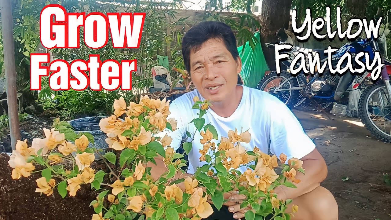 How to grow yellow fantasy bougainvillea faster bougainvillea