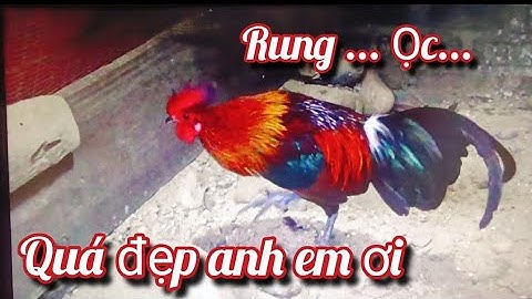 Gà Rừng Mồi Tuyển Chọn.1
