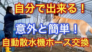 自分で出来る！【自動散水機のホース交換】意外と簡単！#柴犬 #散水機 #交換