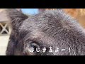 仔馬のお散歩