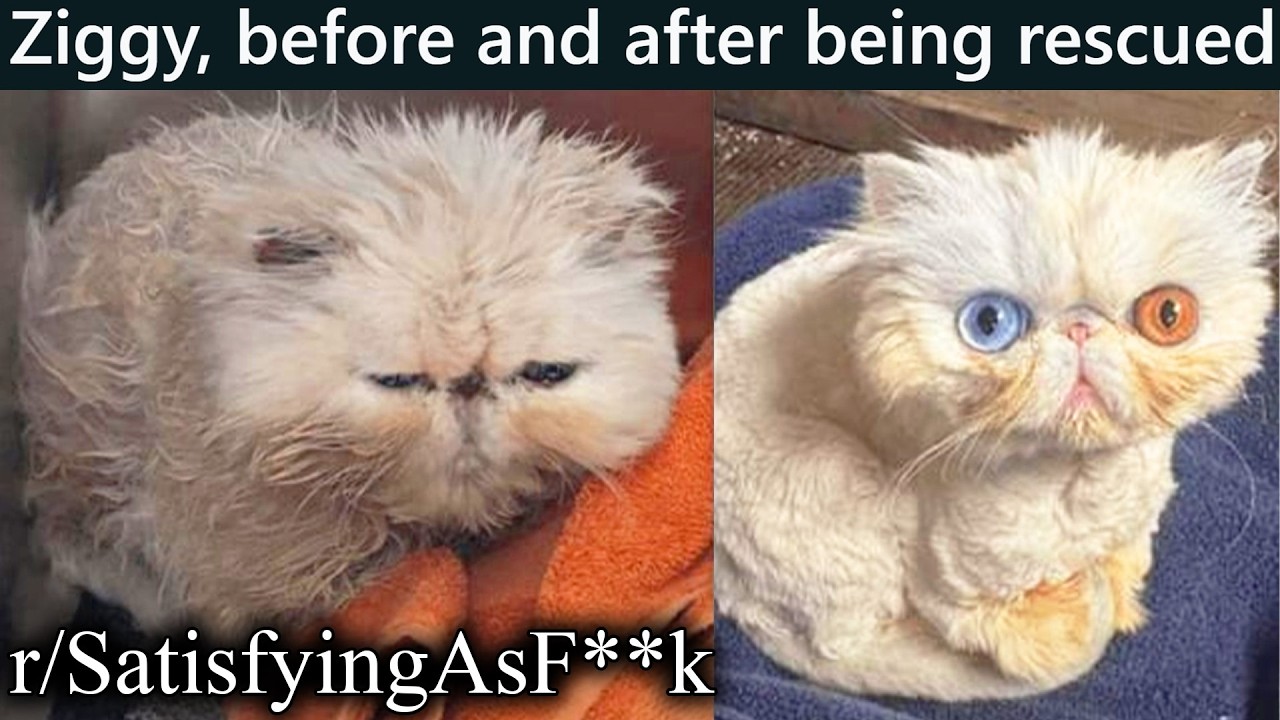 reddit shares extremely satisfying stuff