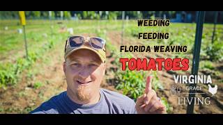Growing Tomatoes- Weeding, Feeding, and Florida Weaving!