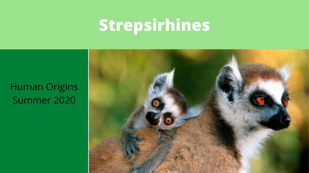 Strepsirhines