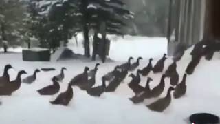 Kar yağdı koş koş çok soğuk kaç kaç / tiktok