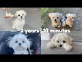 My dogs 2 years in 10 minutes  cutest moments maltese puppy