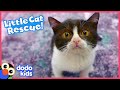 Tiny Cat Overcomes Vet Emergency And Finds A New Way To Say Thank You | Rescued! | Dodo Kids