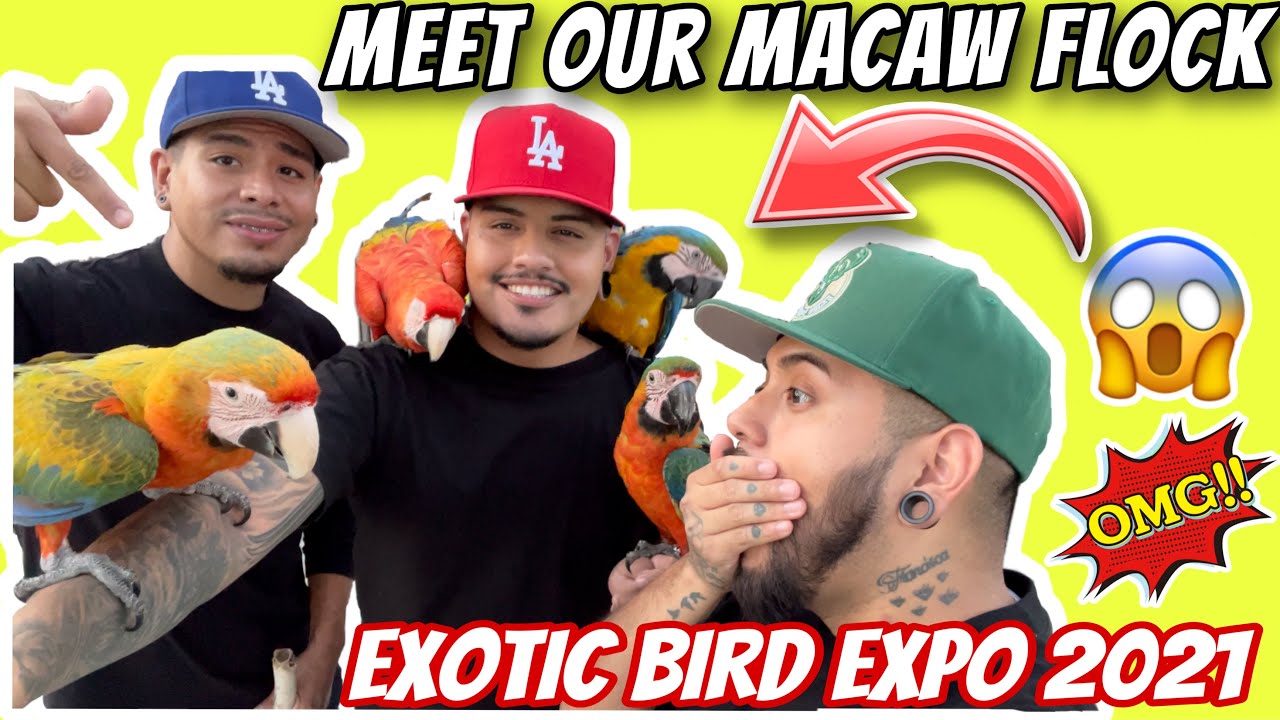 Познакомьтесь с нашей стаей ара и нашим приключением на выставке экзотических птиц #ара #птицы #E...