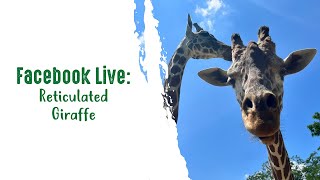 Facebook Live: Reticulated Giraffe