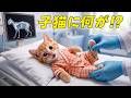 【まさかの展開】子猫ここにゃんが病院へ緊急搬送！？パジャマ姿のままレントゲン検査を受けた結果…😭🏥🚨