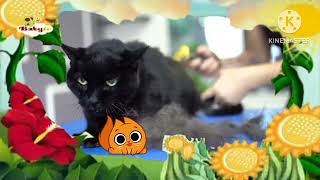 the amazing world baby tv black cat