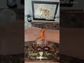 Varamala Preservation in 14 inch frame #varamalapreservation #resinart #handmade #flowerpreservation