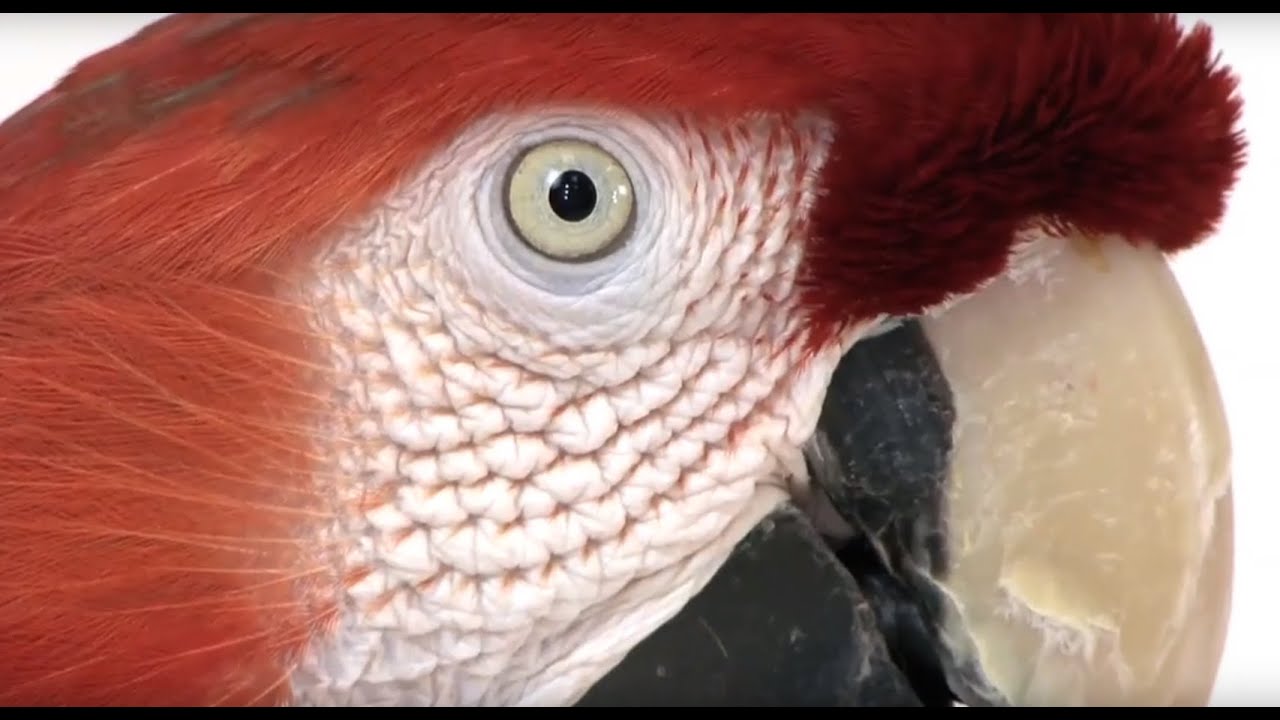 «National Geographic Россия»: пока я живой фотография рабочего дня