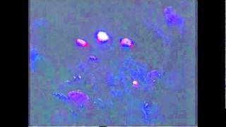 Pheretrum - The Path to Your Pheretrum