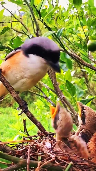 BURUNG CENDET MEMBERIKAN MAKAN KE PADA ANAKNYA DI ALAM LIAR