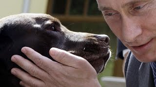 Chó Labrador Retriever  Sự Lựa Chọn Của TT Putin