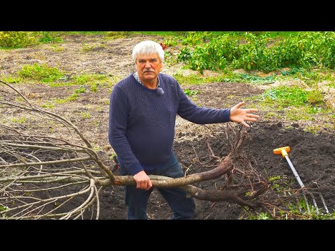 Videó: Természetes szárítóolaj: összetétel, specifikációk, GOST, alkalmazás