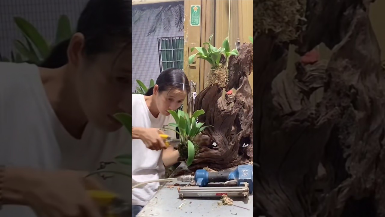 Простые в выращивании растения дендробиум денсифлорум на корнях деревьев 