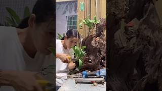 Simple growing dendrobium densiflorum plants on tree roots #short🌵🍀🍀🌿🌱🌳