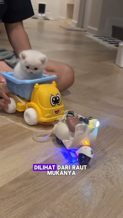 Mainan Kucing #kucing #cat #shorts
