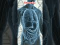 #stomach#liver#intestine#bodyfacts#science#education#health  #like#subscribe#reels#motivation#viral