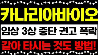 동반주식 카나리아바이오, 임상 3상 중단 권고 폭락! 하한가! 갈아타시는 것도 방법입니다!