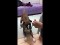 Scared Boxer Dog