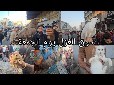 سوق الغزل اليوم الجمعة في العراق بغداد الحيوانات والطيور جميلة جدا رائعة2025 10 24