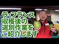王将果樹園　ラ・フランス収穫後の選別作業をご紹介します。