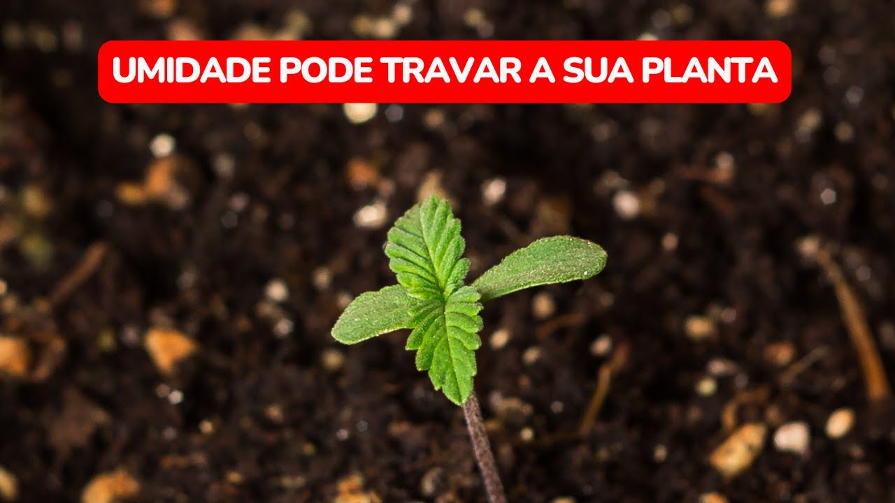 A umidade pode estar travando a sua planta