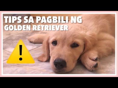 Video: Paano Pumili Ng Retriever Puppy