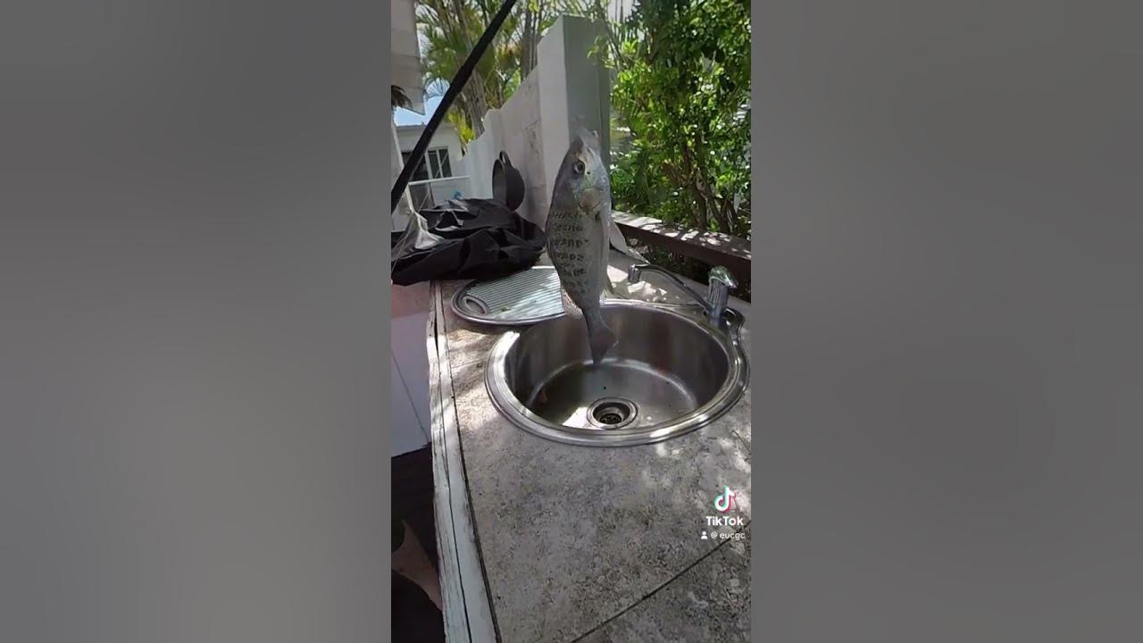What Fish Is This A Grunter A Sea Bass A Dorey YouTube what-fish-is-this-a-grunter-a-sea-bass-a-dorey-youtube