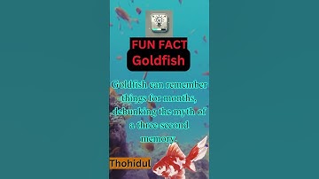 Goldfish Don’t Have 3-Second Memories... The Truth Will Shock You!