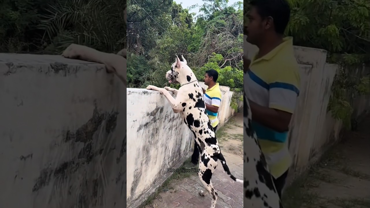 Most Dangerous Dog Breeds #pitbull #dog #shorts