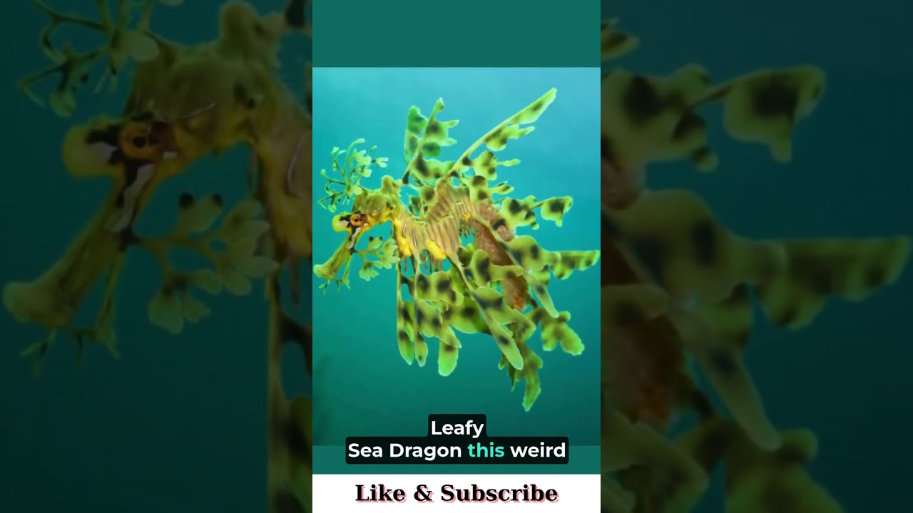 “5 Animals You Won’t Believe Exist 🦄”