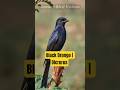 Black Drongo | Dicrurus macrocercus  #birds #birdsong #birdsounds