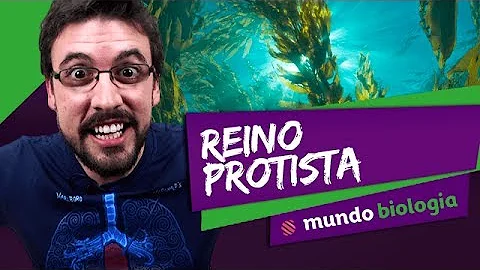 Quais são os principais representantes do Reino Protista?