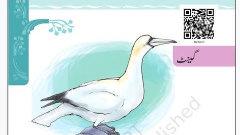 Lesson 15 GANNET. Class 8️⃣th. NCERT. JAAN PEHCHAAN. URDU.