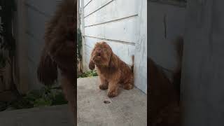 Beautiful brown hairy puppy