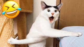 Funniest Cats Video 2026😼🐶Try Not To Laugh😜