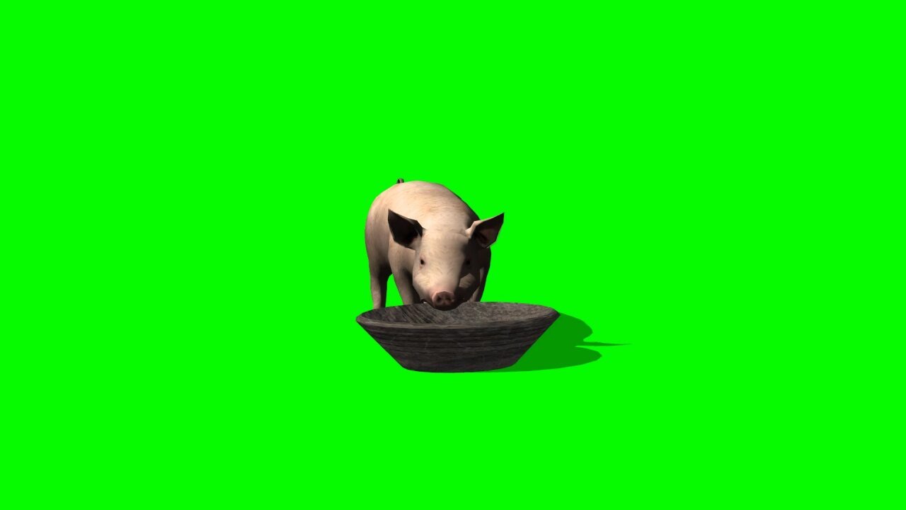 Pig Eating From Trough Green Screen 2 YouTube Pig Eating From Trough Green Screen 2 YouTube