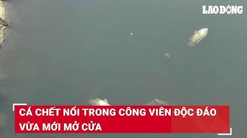 Cá chết nổi trong công viên độc đáo vừa mới mở cửa | Báo Lao Động