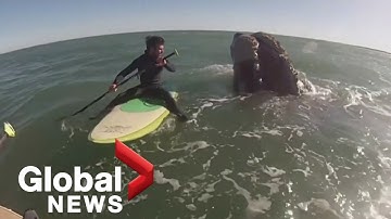 Paddleboarder gets knocked off board in close encounter with whales off coast of Argentina