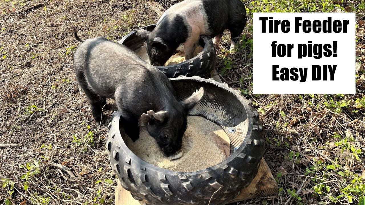 Tire Feeder For Pigs DIY Cheap Easy Upcycled YouTube