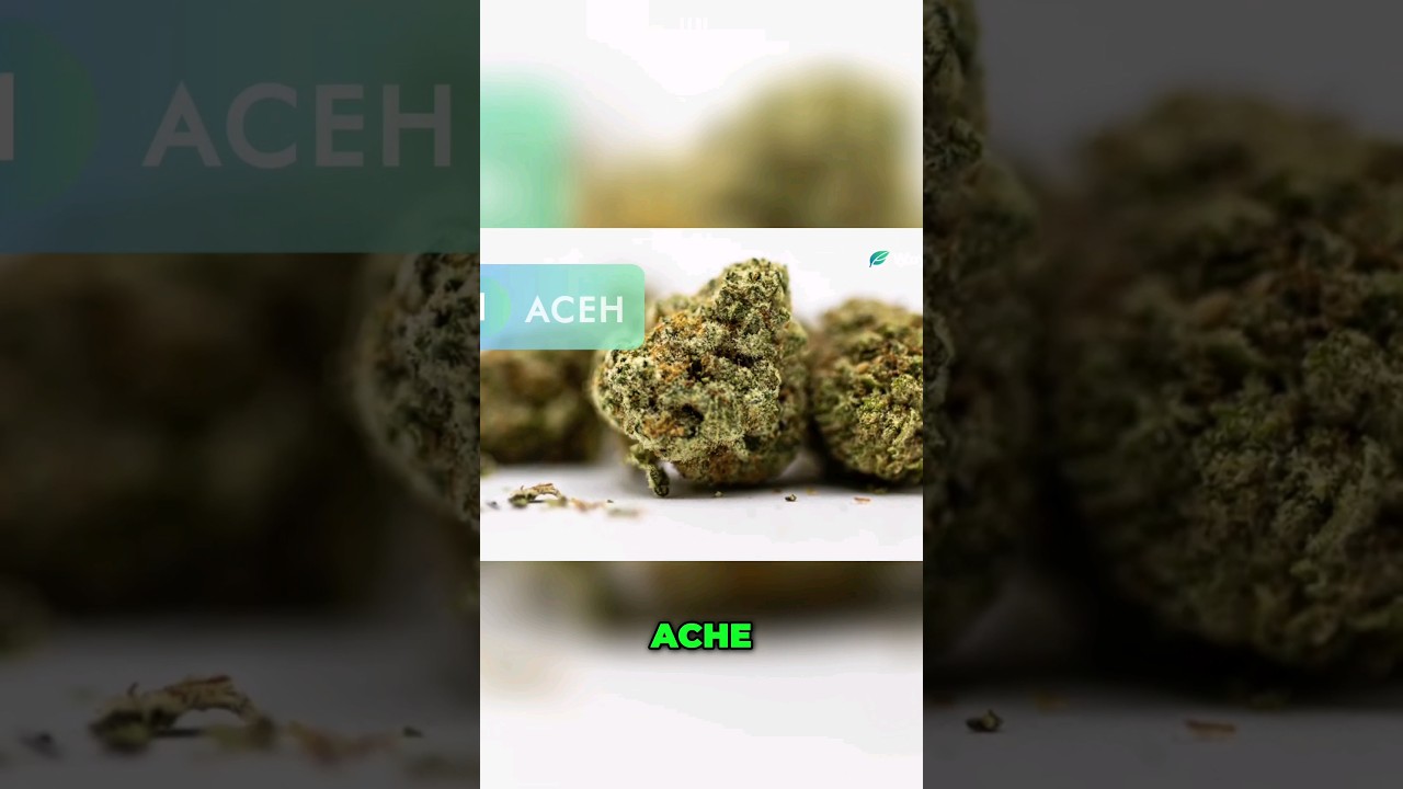 ‪@WorldWeedWonders‬