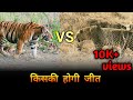 Royal Bengal Tiger vs Leopard.Who win